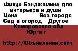 Фикус Бенджамина для интерьера и души › Цена ­ 2 900 - Все города Сад и огород » Другое   . Кемеровская обл.,Юрга г.